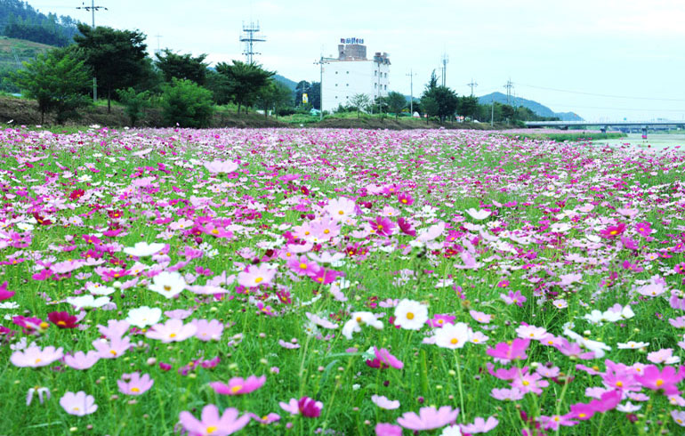 황룡강생태공원 사진3