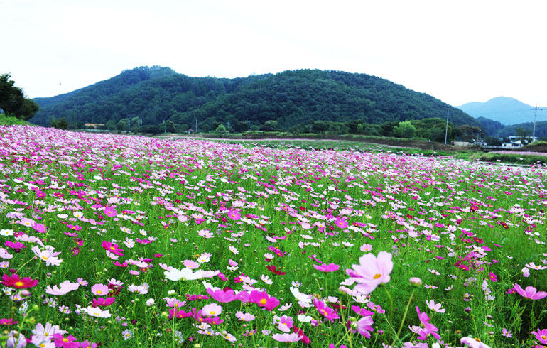 황룡강생태공원 사진4